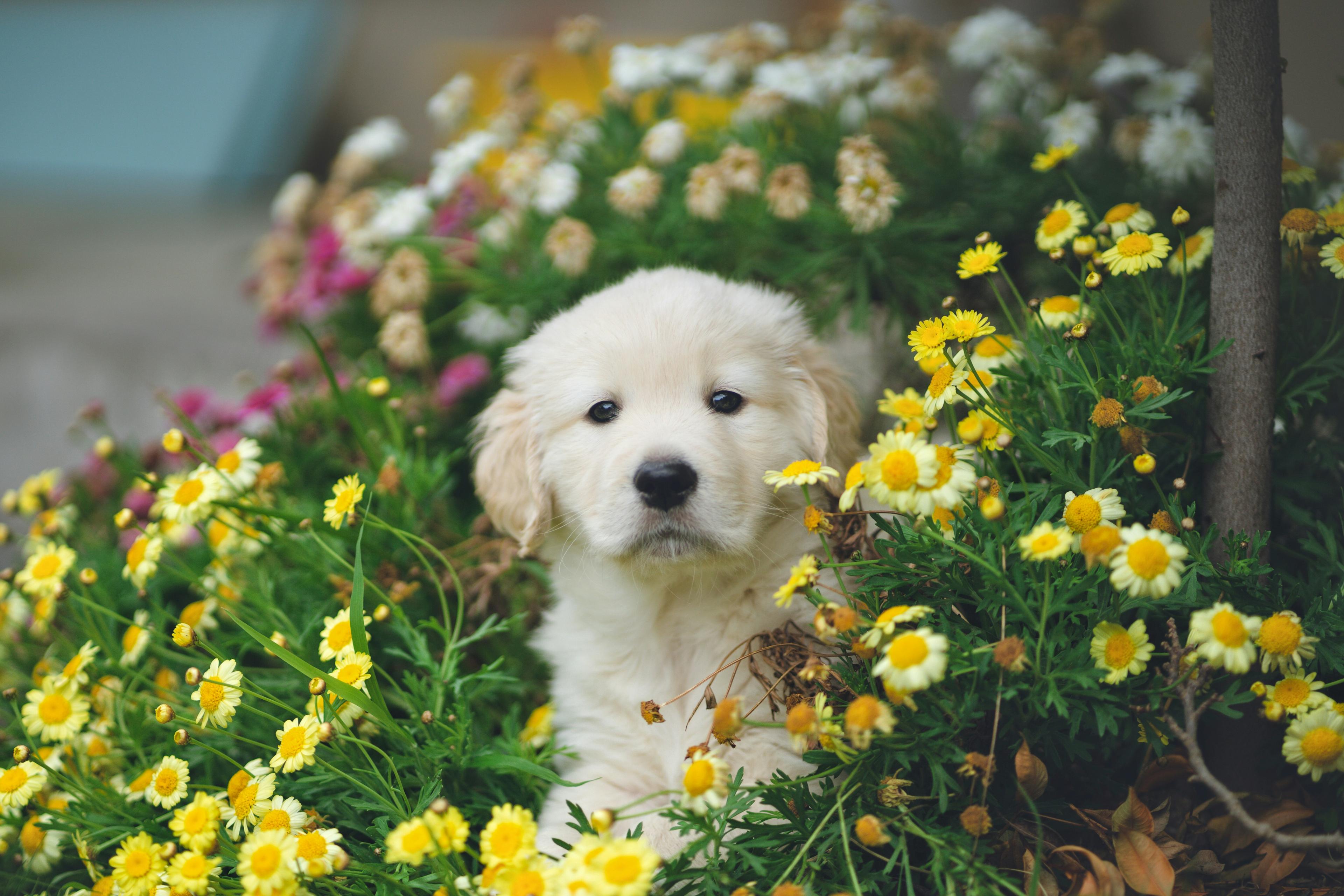 A golden retriever puppy sitting among yellow daisies