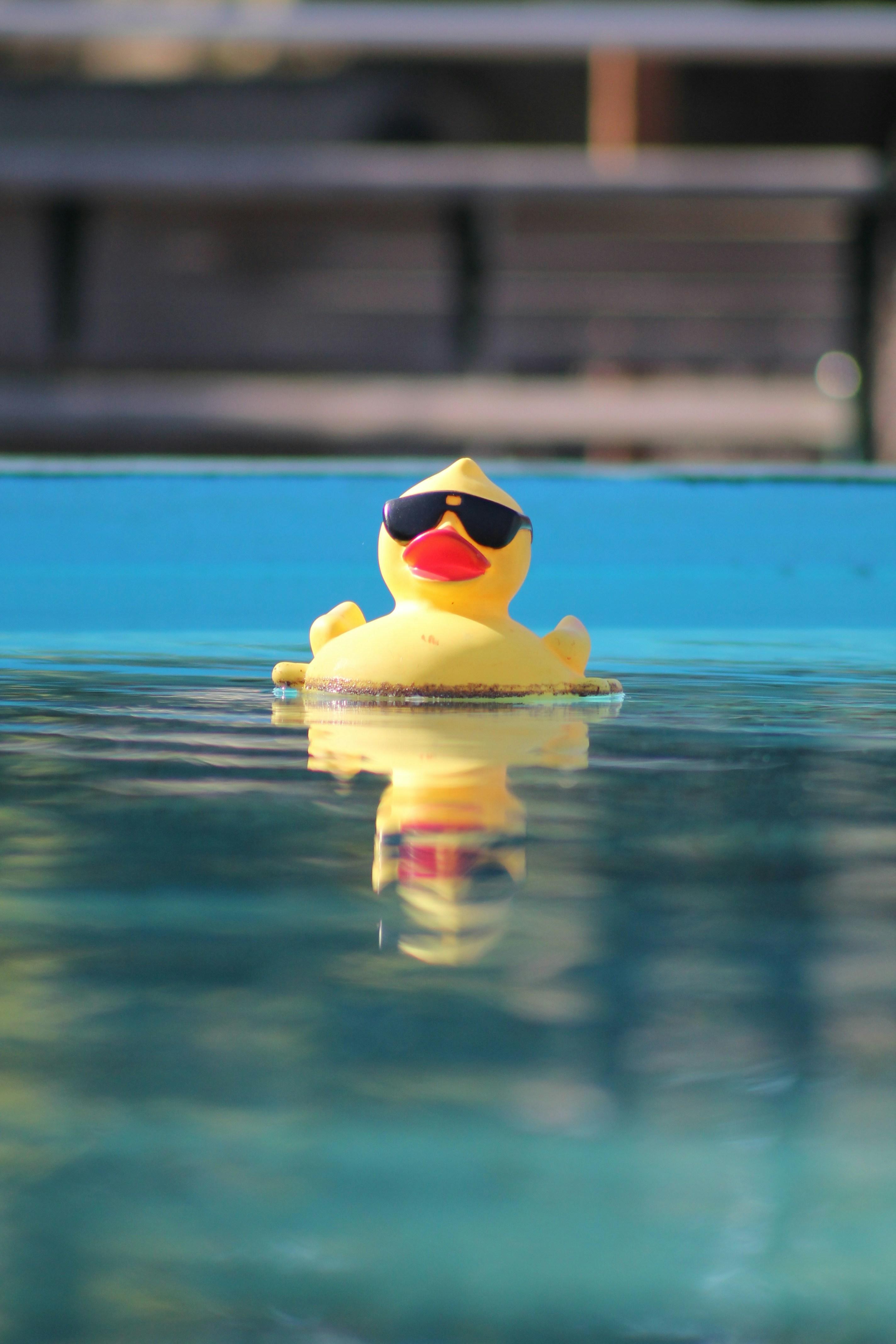 A rubber duck wearing sunglasses floating in a pool